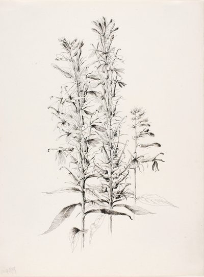 Ohne Titel (Kardinalblume, Lobelia Cardinalis) von George Elbert Burr