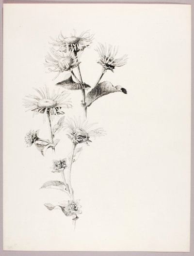 Ohne Titel (Gänseblümchen) von George Elbert Burr