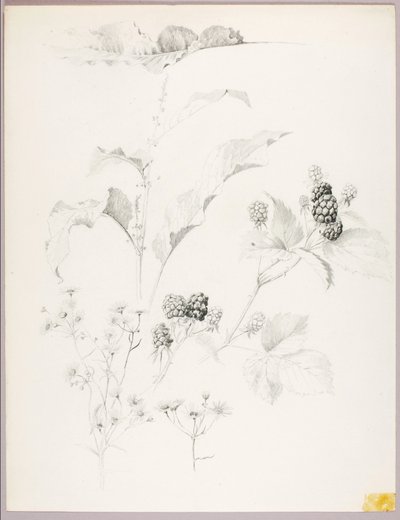 Ohne Titel (Gänseblümchen und Brombeeren) von George Elbert Burr