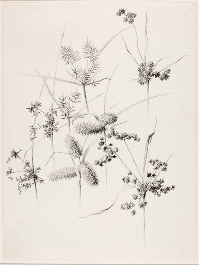 Ohne Titel (Sumpfgräser) von George Elbert Burr