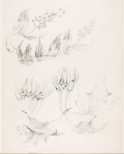 Ohne Titel (Zuckerahorn und Falsches Salomonssiegel) von George Elbert Burr