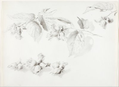 Ohne Titel (Wilde Haselnuss, Corylus Americana) von George Elbert Burr
