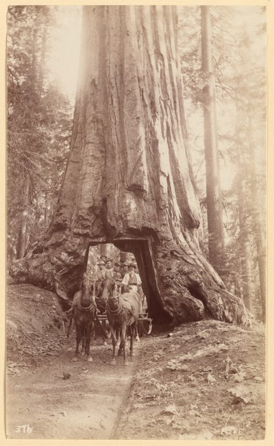 Wawona, zeigt Bühne im Baum (Durchmesser, 30 Fuß). Mariposa Grove. von George Fiske