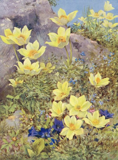 Anemone sulphurea und Gentiana excisa, direkt auf den Feldern Ende Mai gemalt von George Jackson Flemwell