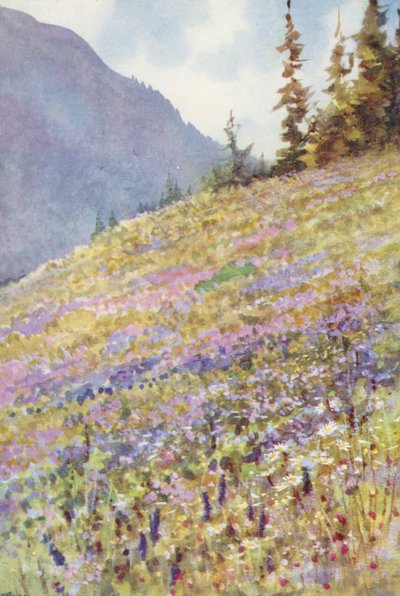 Feld von Campanula rhomboidalis auf dem Col de la Forclaz Anfang Juli von George Jackson Flemwell
