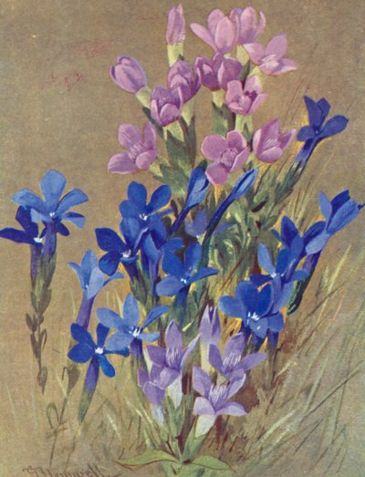 Gentiana campestris und Gentiana bavarica von George Jackson Flemwell