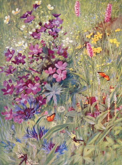 Geranium sylvaticum, Potentilla rupestris, Centaurea montana, der rosa Bistort, der kleine Alpen-Bistort, vor Ort Anfang Juli gemalt (Farblithographie) von George Jackson Flemwell