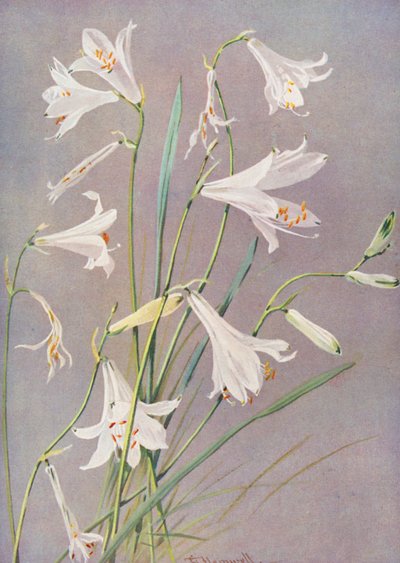 Paradisia Liliastrum, die Paradies- oder St. Bruno-Lilie (Farblithographie) von George Jackson Flemwell