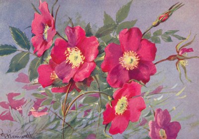 Rosa alpina, die dornenlose Alpen-Eglantine von George Jackson Flemwell