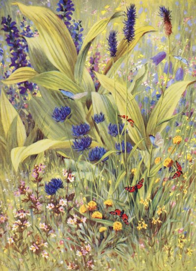 Junge Pflanzen von Veratrum album, zusammen mit Salvia pratensis, Phyteuma betonicaefolium, P orbiculare, die weiße und die gelbe Euphrasia und der gelbe Klee, vor Ort Anfang Juli gezeichnet (Farblithographie) von George Jackson Flemwell