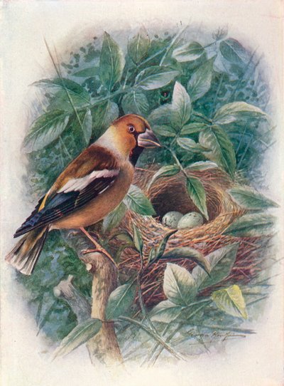 Kernbeißer - Coccothraustes vulgaris, um 1910 von George James Rankin