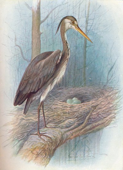 Reiher - Ardea cinerea, um 1910 von George James Rankin