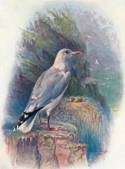 Silbermöwe - Larus argentatus, ca. 1910 von George James Rankin