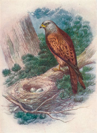 Milan - Milvus ictinus, ca. 1910 von George James Rankin