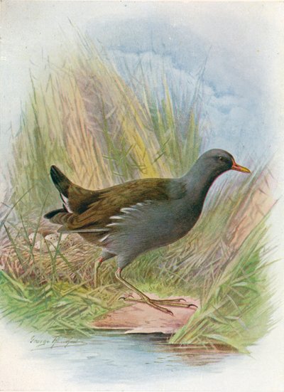 Teichhuhn oder Wasserhuhn - Gallinula chloropus, ca. 1910 von George James Rankin