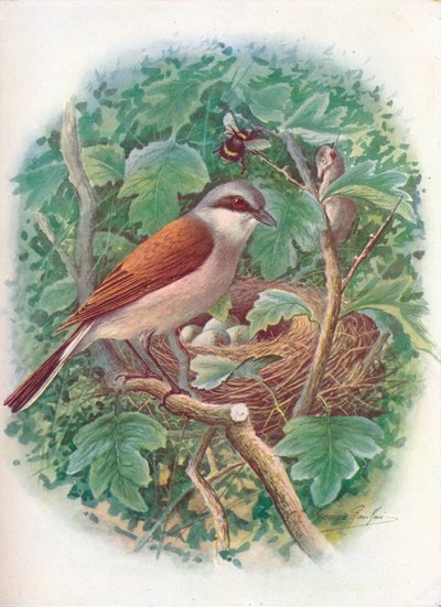 Rotrückenwürger - Lanius collurio, ca. 1910 von George James Rankin
