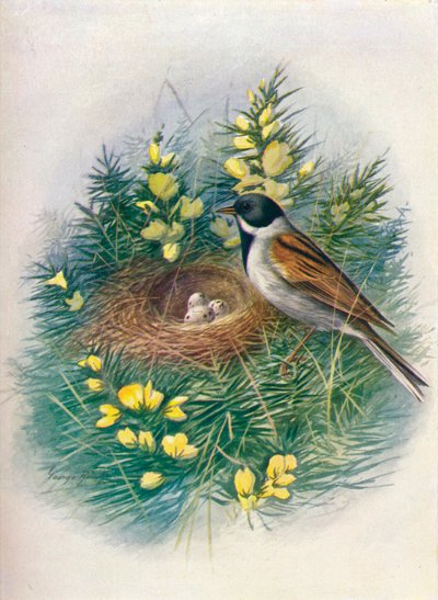Rohrammer - Embriza schoeniclus von George James Rankin