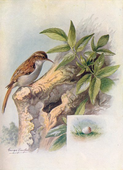 Baumläufer - Certhia familiaris, ca. 1910 von George James Rankin