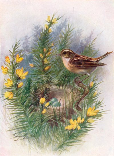 Braunkehlchen - Pratincola rubetra, ca. 1910 von George James Rankin
