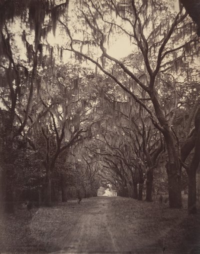 Bonaventure-Friedhof, vier Meilen von Savannah entfernt, 1866 von George N. Barnard