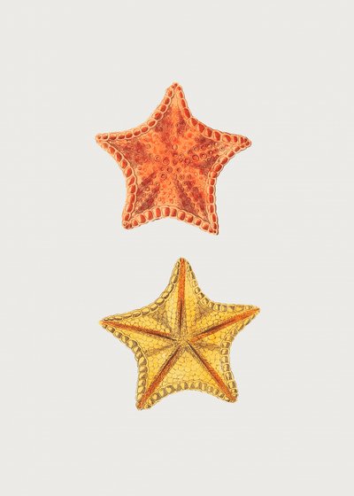 Geschnitzte Asterias von George Shaw