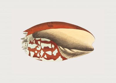 Äthiopische Krone von George Shaw