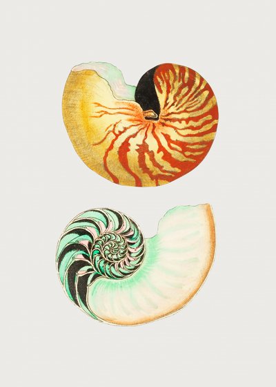 Großer Nautilus von George Shaw