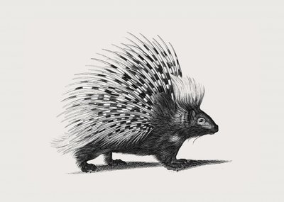Illustration des Stachelschweins von George Shaw