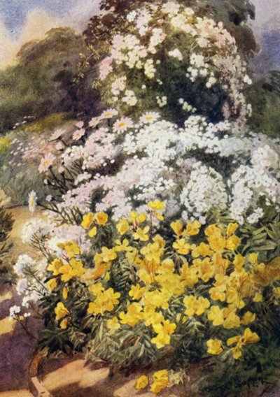 Oenothera Fruticosa Youngii, eine der besten Nachtkerzen, mit Hintergrund von weißen Phloxen, Achillea Ptarmica und Shasta-Gänseblümchen von George Soper