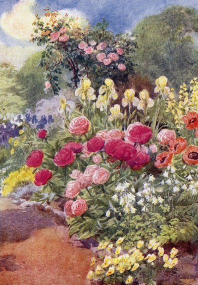 Pfingstrosen mit Akeleien, Gelben Schwertlilien und Thermopsis von George Soper