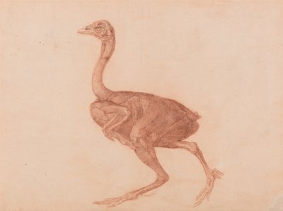Vergleichende anatomische Darstellung der Struktur des menschlichen Körpers mit der eines Tigers und eines gewöhnlichen Huhns: Dorking-Henne, Seitenansicht von George Stubbs