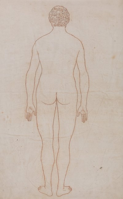 Vergleichende anatomische Darstellung der Struktur des menschlichen Körpers mit der eines Tigers und eines gewöhnlichen Huhns: Menschlicher Körper, Rückansicht (Umrisszeichnung für Tafel VII) von George Stubbs