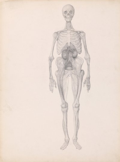 Vergleichende anatomische Darstellung der Struktur des menschlichen Körpers mit der eines Tigers und eines gewöhnlichen Huhns: Menschliche Figur, Vorderansicht (Fertige Studie der letzten Phase der Sektion) von George Stubbs
