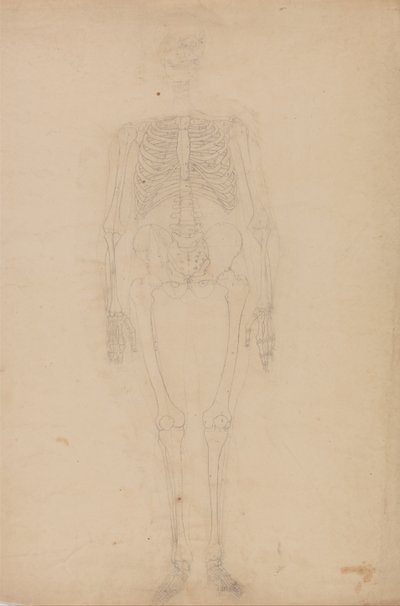Vergleichende anatomische Darstellung der Struktur des menschlichen Körpers mit der eines Tigers und eines gewöhnlichen Vogels: Menschliches Skelett, Vorderansicht von George Stubbs