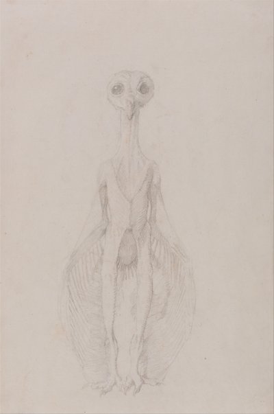 Vergleichende anatomische Darstellung der Struktur des menschlichen Körpers mit der eines Tigers und eines gewöhnlichen Huhns: Eule stehend, Vorderansicht von George Stubbs