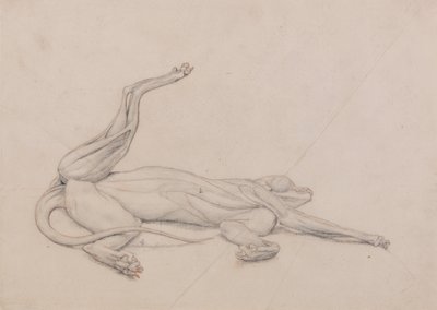 Vergleichende anatomische Darstellung der Struktur des menschlichen Körpers mit der eines Tigers und eines gewöhnlichen Huhns: Tiger, liegend, ventral betrachtet von George Stubbs
