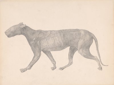 Vergleichende anatomische Darstellung der Struktur des menschlichen Körpers mit der eines Tigers und eines gewöhnlichen Huhns: Tiger, Seitenansicht, mit entfernter Haut und Gewebe von George Stubbs