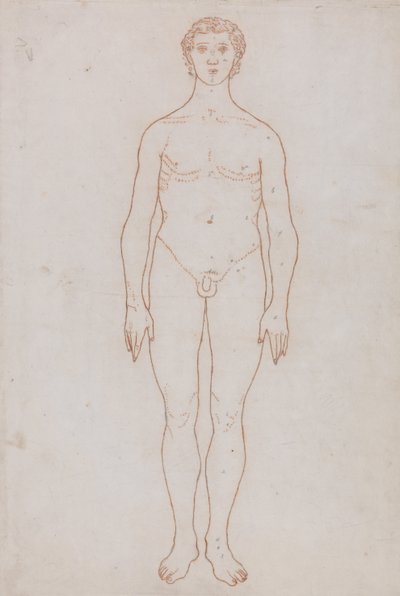 Vergleichende anatomische Darstellung der Struktur des menschlichen Körpers mit der eines Tigers und eines gewöhnlichen Huhns: Studie der menschlichen Figur, Vorderansicht (Umrisszeichnung) von George Stubbs