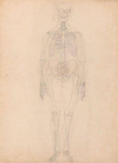 Vergleichende anatomische Darstellung der Struktur des menschlichen Körpers mit der eines Tigers und eines gewöhnlichen Huhns: Menschliches Skelett, Vorderansicht von George Stubbs