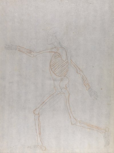 Vergleichende anatomische Darstellung der Struktur des menschlichen Körpers mit der eines Tigers und eines gewöhnlichen Huhns: Menschliches Skelett, Seitenansicht von George Stubbs