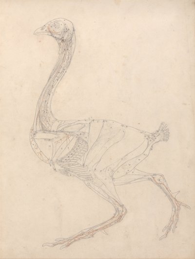 Vergleichende anatomische Darstellung der Struktur des menschlichen Körpers mit der eines Tigers und eines gewöhnlichen Vogels: Vogelkörper, Seitenansicht (Studie für die Schlüsselfigur zu Tafel XV) von George Stubbs