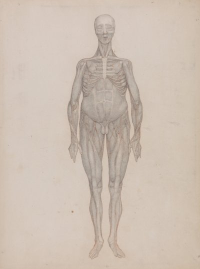 Vergleichende anatomische Darstellung der Struktur des menschlichen Körpers mit der eines Tigers und eines gewöhnlichen Vogels: Menschliche Figur, Vorderansicht (Für eine nie veröffentlichte Platte vorgesehen) von George Stubbs