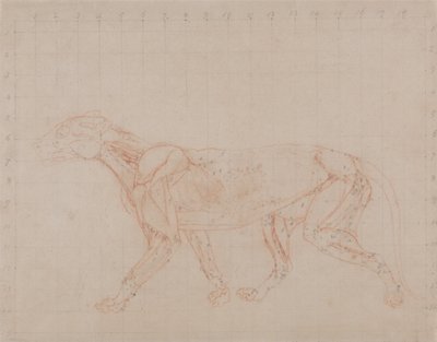 Vergleichende anatomische Darstellung der Struktur des menschlichen Körpers mit der eines Tigers und eines gewöhnlichen Huhns: Tigerkörper, Seitenansicht (Studie der vierten Stufe der Sektion, die die tieferen Muskeln zeigt) von George Stubbs