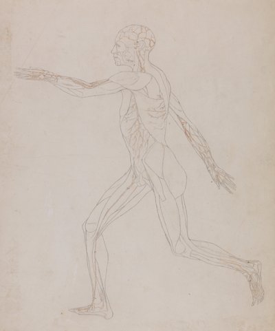 Vergleichende anatomische Darstellung der Struktur des menschlichen Körpers mit der eines Tigers und eines gewöhnlichen Huhns: Menschliche Figur, Seitenansicht von George Stubbs
