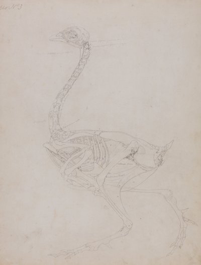 Vergleichende anatomische Darstellung des Aufbaus des menschlichen Körpers mit dem eines Tigers und eines gewöhnlichen Huhns: Hühnerkörper, Seitenansicht von George Stubbs