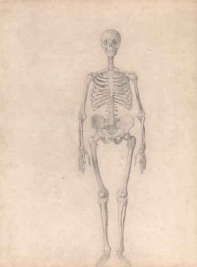 Vergleichende anatomische Darstellung der Struktur des menschlichen Körpers mit der eines Tigers und eines gewöhnlichen Huhns: Menschliches Skelett, Vorderansicht (Fertige Studie für Tafel I) von George Stubbs