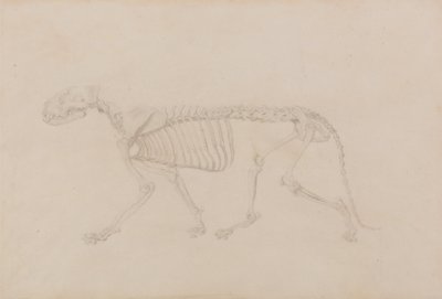 Vergleichende anatomische Darstellung der Struktur des menschlichen Körpers mit der eines Tigers und eines gewöhnlichen Huhns: Tigerskelett, Seitenansicht (Hochwertige Studie für Tafel IV) von George Stubbs
