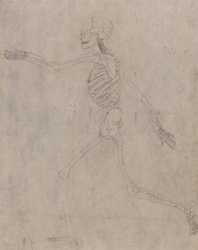Ein vergleichender anatomischer Exposition der Struktur des menschlichen Körpers mit der eines Tigers und eines gewöhnlichen Huhns: Menschliches Skelett, Seitenansicht von George Stubbs