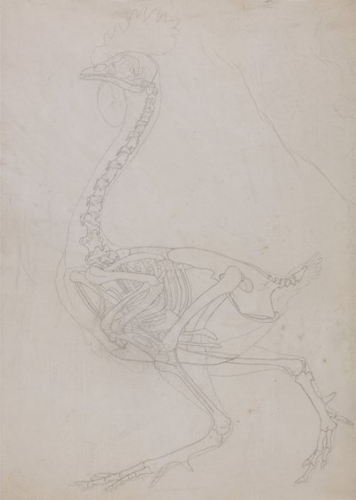 Ein vergleichender anatomischer Exposition der Struktur des menschlichen Körpers mit der eines Tigers und eines gewöhnlichen Huhns: Hühnerskelett, Seitenansicht (Umrisszeichnung) von George Stubbs