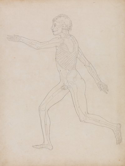 Vergleichende anatomische Darstellung des menschlichen Körpers mit einem Tiger und einem Haushuhn: Menschliche Figur, Seitenansicht von George Stubbs